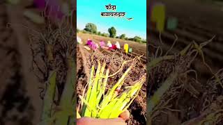 कांदा बागायतदार #farming #royalशेतकरी #shetakariraja #farming #shorts @Mordanshetkari #shetka