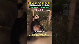 正在直播！旅美大熊貓“丫丫”狀況令人擔憂，據21日報道中國動物協會已派專家赴美，“若手續順利丫丫將提前回國”