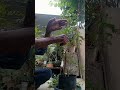 kamini bonsai training