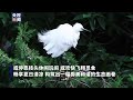 群鸟也来“消暑”！白鹭、夜鹭、小天鹅……常宁天湖公园候鸟翩翩 cctv