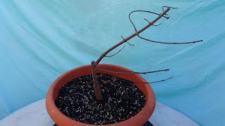 How to make a Windswept Bonsai - First Pruning