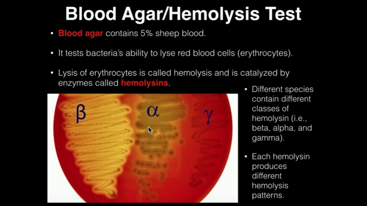 Blood Agar Differential Selective Medium Explained Simply