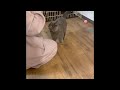 お手をする猫　ブリティッシュショートヘア