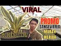 MURAH-MERIAH PROMO TANAMAN HIAS SANSEVIERIA | PROMOTANAMAN HIAS HARGA MIRING  #tanamanhias #viral