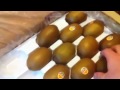 zespri® sungold kiwifruit best kiwifruit new zealand