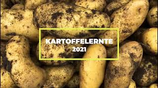 Kartoffelernte 2021 mit ihc 324 und Helwig Roder