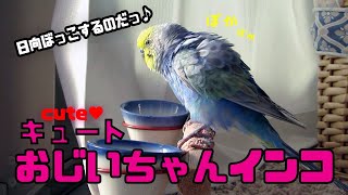 キュートおじいちゃんインコ（日向ぼっこするのだっ♪）《16歳のご長寿おじいちゃんセキセイインコ愛ちゃん日記》16-year-old budgerigar Ai-chan diary