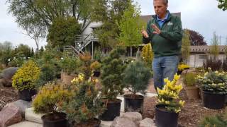 Candle Pruning Pines