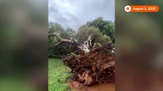 Typhoon Khanun leaves damage, death in its wake