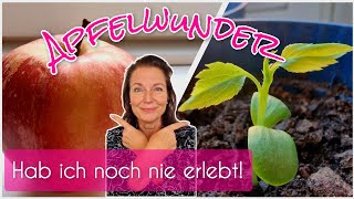 Überraschung im Apfel!