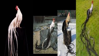 long tail birds/chicken/rooster | Bird with longest tail | onagadori