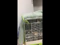 セキセイインコ おしゃべり メス