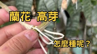 2023年6月3日 種高芽了！ 今天來種種 石斛蘭高芽；金釵石斛蘭高芽！