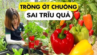 Quy trình trồng và chăm sóc ớt chuông