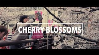 Sakura – Cherry Blossom Moments in Japan |  桜・花見