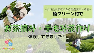 【子どもの体験】楠クリーン村でお茶摘み・手もみ茶体験してきました!!