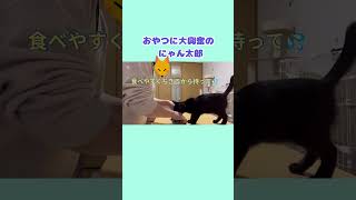 お気に入りのおやつに大興奮の猫 #shorts #cat #猫 #おやつ