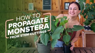 How To Propagate Monstera From Cuttings