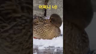 이를 어쩌나...주둥이가 얼어붙은? #shorts #views #ice #duck #snout #오리 #주둥이 #얼음