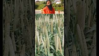 Baba RamDev Favourite Millet / Bajra Recipe #food #cooking #shorts #shortsfeed #recipe #swamiramdev