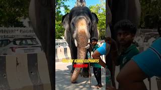 ABHIMANYU  #abhimanyuelephant #arjuna #elephant #dasara #ambari #mysore #youtubeshorts #news #trend