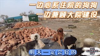 一边心系住院的狗狗，一边还要兼顾大院的建设，明天一定会好的  Dog rescue in China 20211031