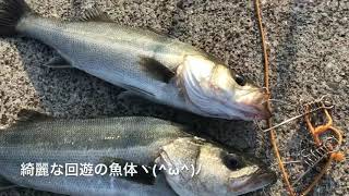 今日もハネ釣れてますヽ(^ω^)ﾉfishingmax芦屋店