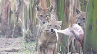 Golden Jackal Funny Playing---শিয়াল গুলোর মাথা নষ্ট হয়েছে