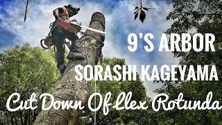 Cut Down Of Ilex Rotunda / Sorashi Kageyama  / 9's Arbor / Arborist / Gopro