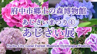 府中市郷土の森博物館 あじさいまつり① あじさい展/Fuchu City Local Forest Museum Hydrangea FestivalⅠ/June 11, 2024/4K