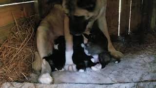 Akita pups and mom