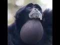 monke wubbox