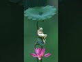 frog in water 🤭👏 beautiful nature