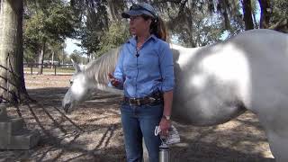 How-to Free Lunge Your Horse Correctly