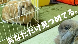 【続】オトコノコうさぎの発情期～ホーランドロップらいむ