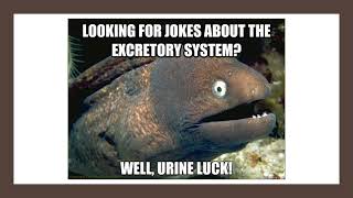 The Excretory System