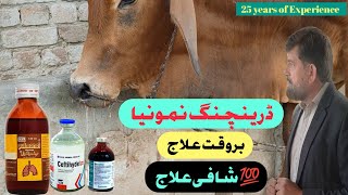 Best Ever Treatment For Drenching Pneumonia In Cattle Buffalo |  How To Treat Pneumonia