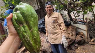 🔵Día 9 de la construcción de la casa de don Hugo encontramos este gran güisquil😱