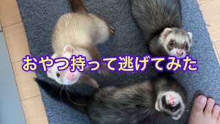 【フェレット】飼い主おやつ持って逃げてみた　#shorts