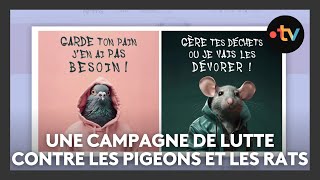 Une campagne insolite de lutte contre les pigeons et les rats