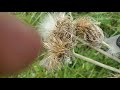 wild artichokes have button size hearts