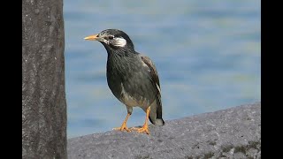 ムクドリ、   緑を増やしてくれている小鳥