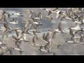 オナガガモが飛ぶ　northern pintail flying