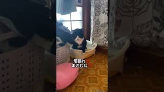 猫の視線を感じもしやと思い近づくと… #shorts #猫 #かわいい