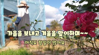 겨울로 가는 중인 11월 중순~아직도 꽃밭은 할일이 많아요!