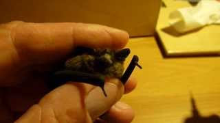 Feeding a Pipistrelle Bat (NL: Voeren van een gewone Dwergvleermuis)