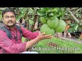 சத்குருவின் பிரம்மாண்ட மாட்டுப்பண்ணையும் விவசாயமும் sadhguru s biggest farming cowsheds