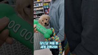 A Puppy Seeing Toys For The First Time #shorts