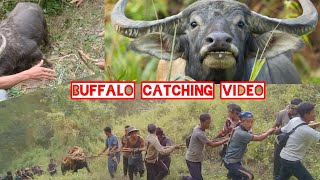 Traditional way of Catching (Buffalo) in Konyak Naga Style | Langs Naga vlog..