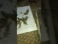 weed in nepal. organic ganja ganjasongs malana weedsongs nepal malanavillage rastafari